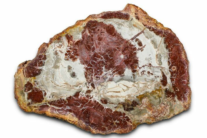 Beautiful Petrified Wood (Araucaria) Slab - Madagascar #361469